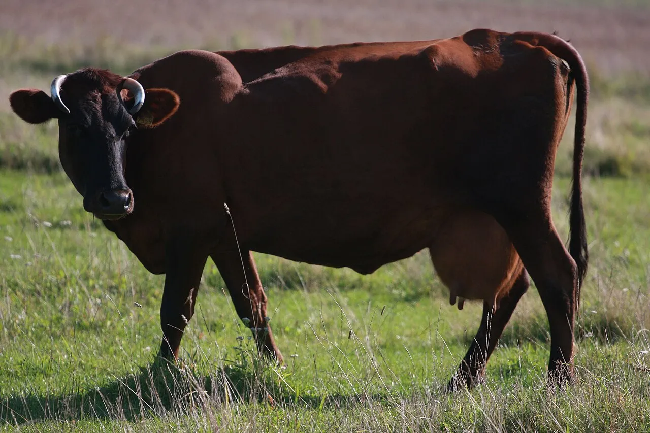 Een koe van het Letse Bruine ras, een veerasse dat op Letse boerderijen wordt gehouden.